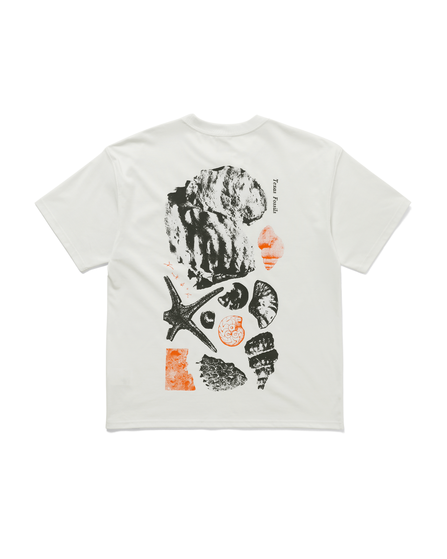 AS M ACG TEE OC FOSSILS